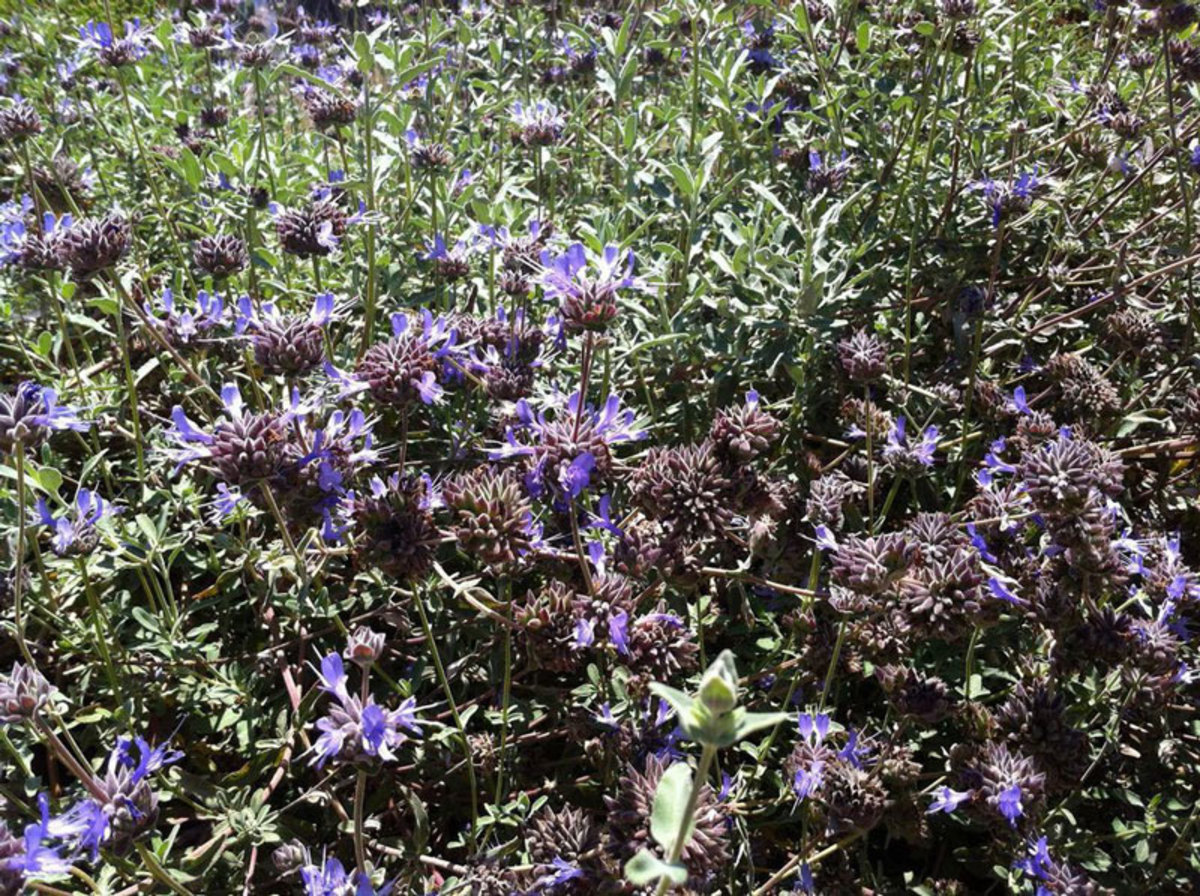 Replant your SoCal garden with native California plants - Men's Journal