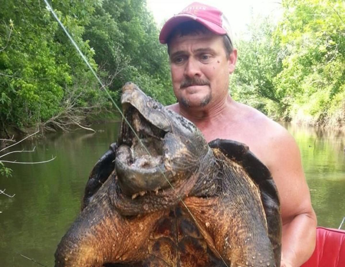 Alligator snapping turtle is surprising catch by angler - Men's Journal