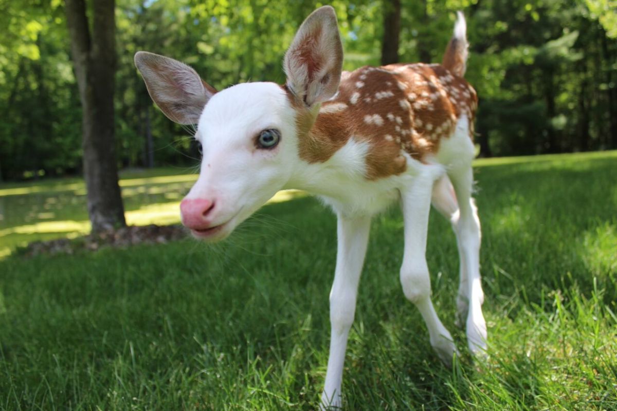 Rare white-faced deer rejected by mom, but in loving hands - Men's