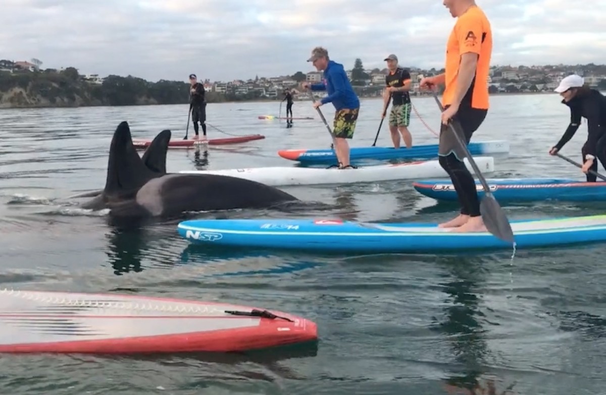 Paddlers' Incredible Orca Encounter Stirs Controversy - Men's Journal