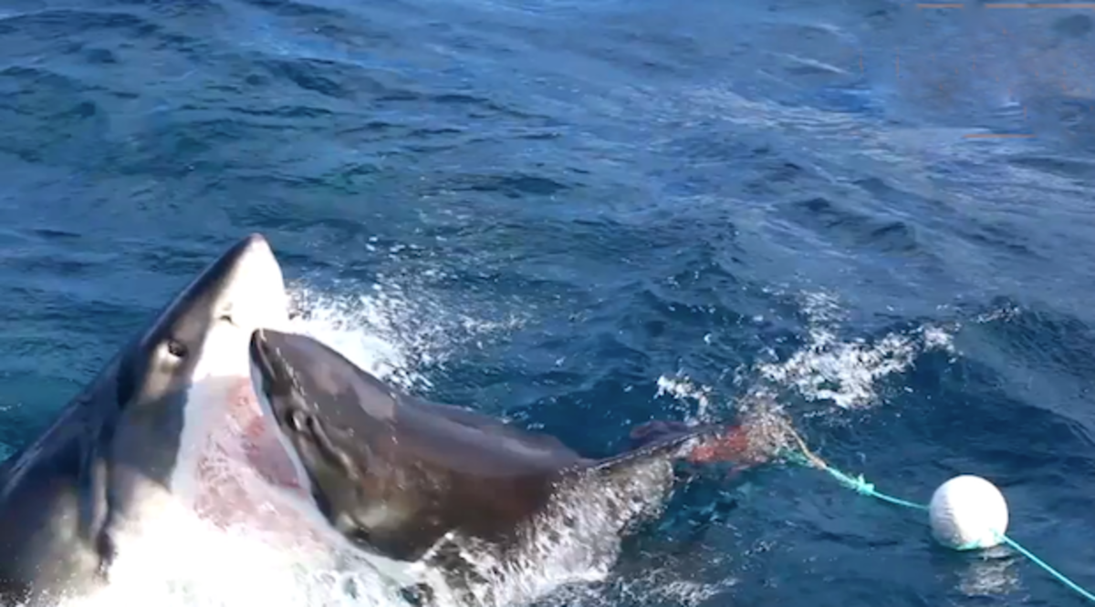 Great white shark attacks one of its own - Men's Journal