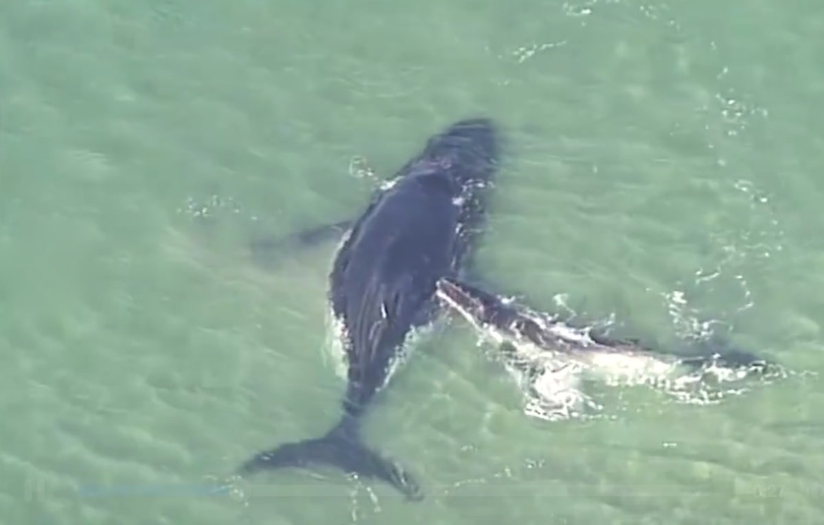 Humpback whale calf isn’t about to let stranded mom die - Men's Journal