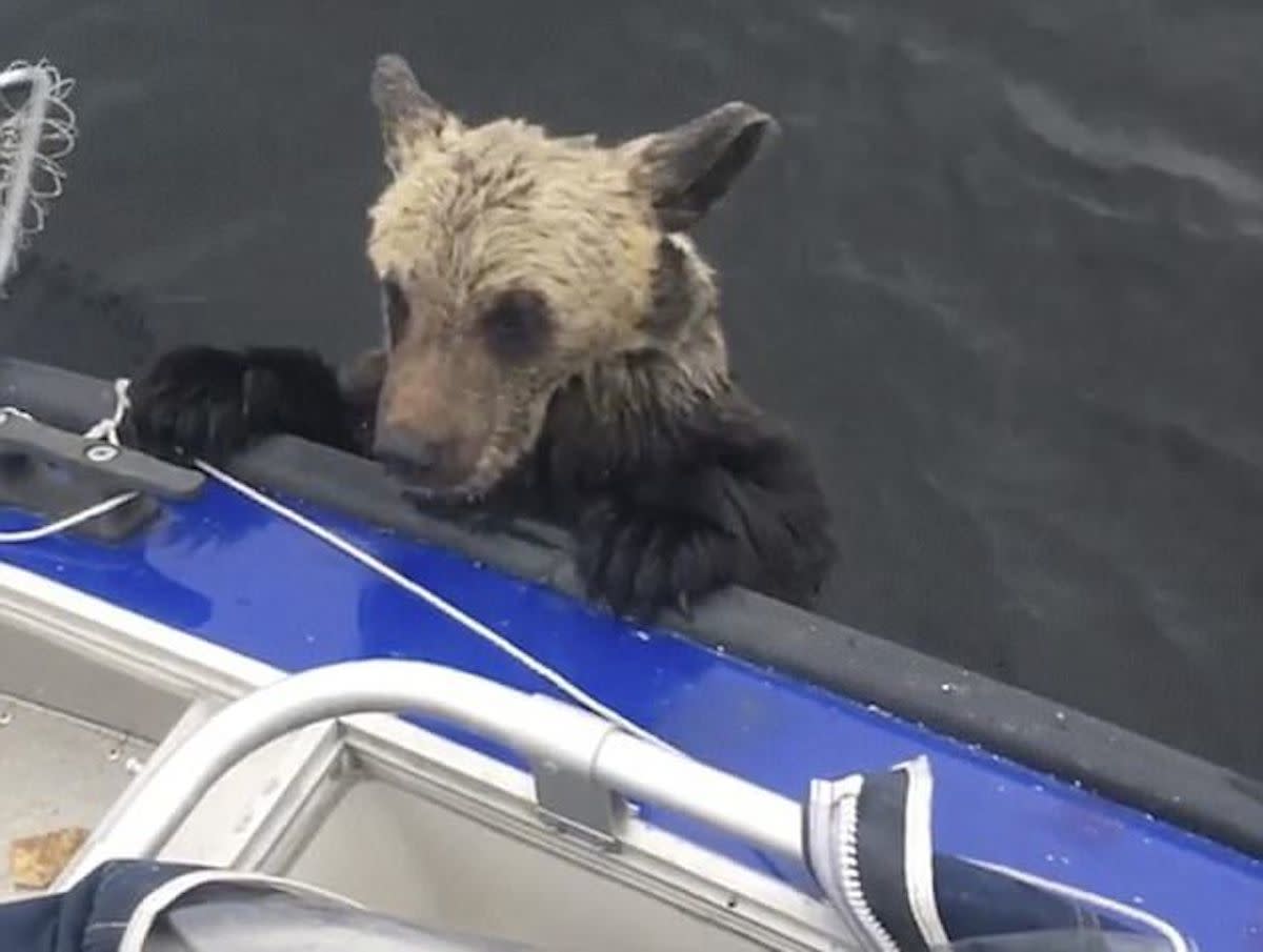 Drowning bear cubs get helping hand from Russian fishermen Men's Journal