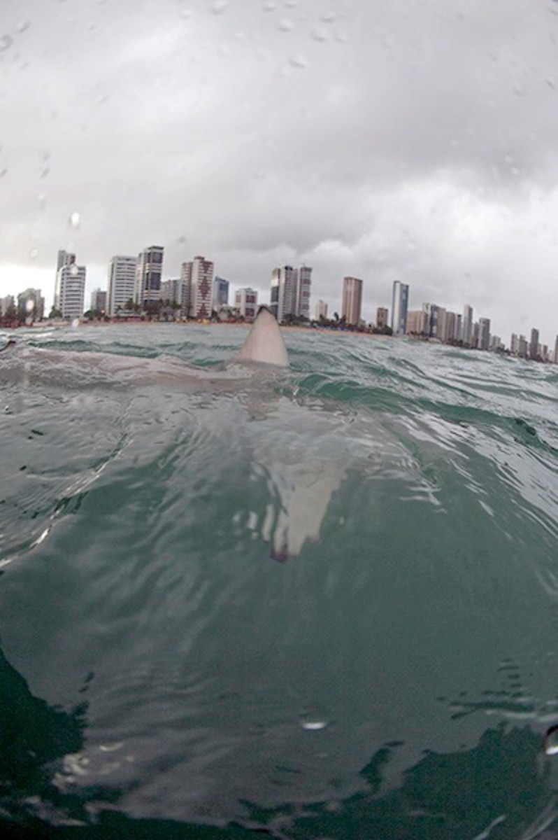 Stunning image illustrates urban shark phenomenon at Recife, Brazil