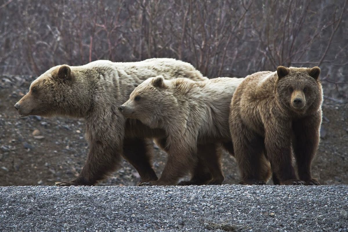 Bears In Montana