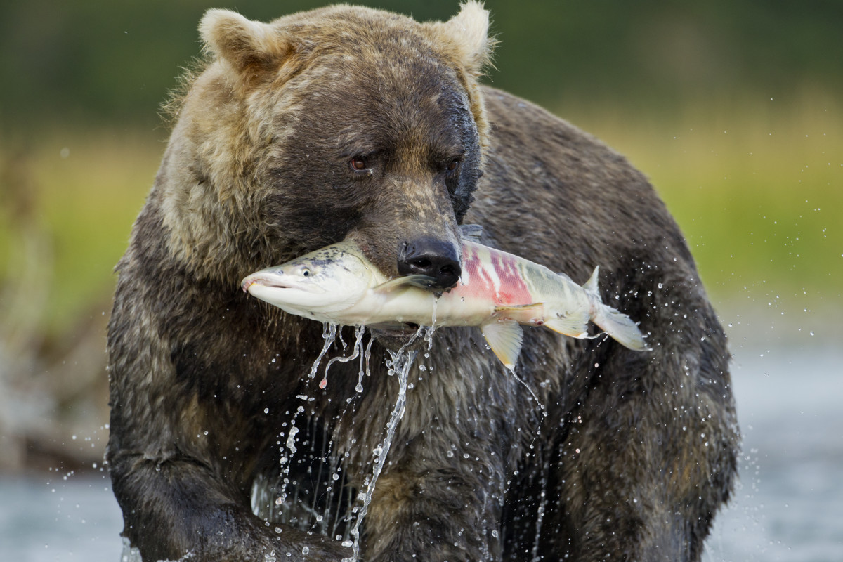 Killer Bears and Lemming Suicide:, Alaska Department of Fish and Game