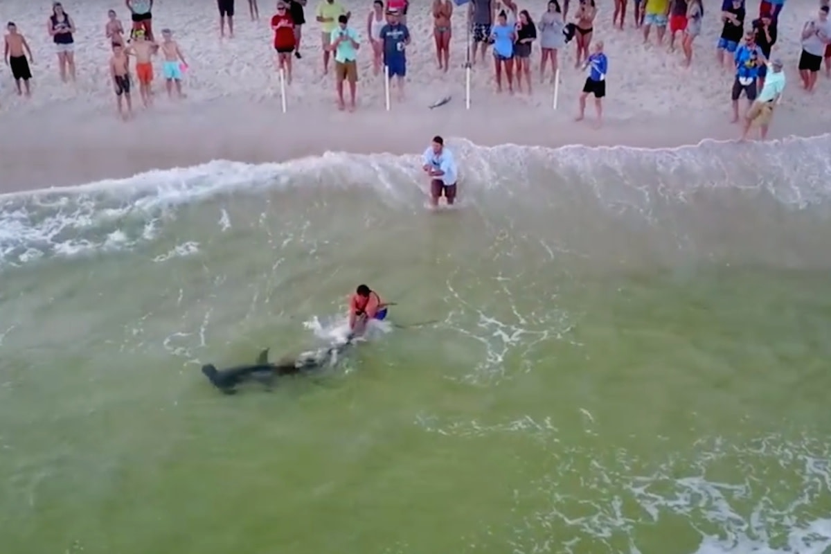 Giant hammerhead shark hooked from beach, wrestled ashore by man in surf -  Men's Journal