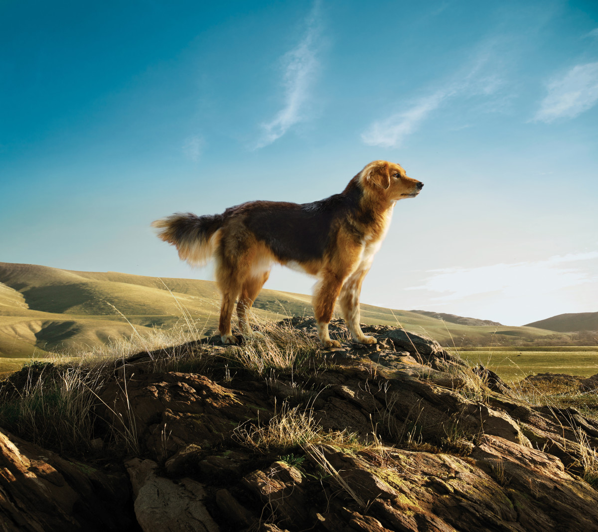 Adventure store dog breeds