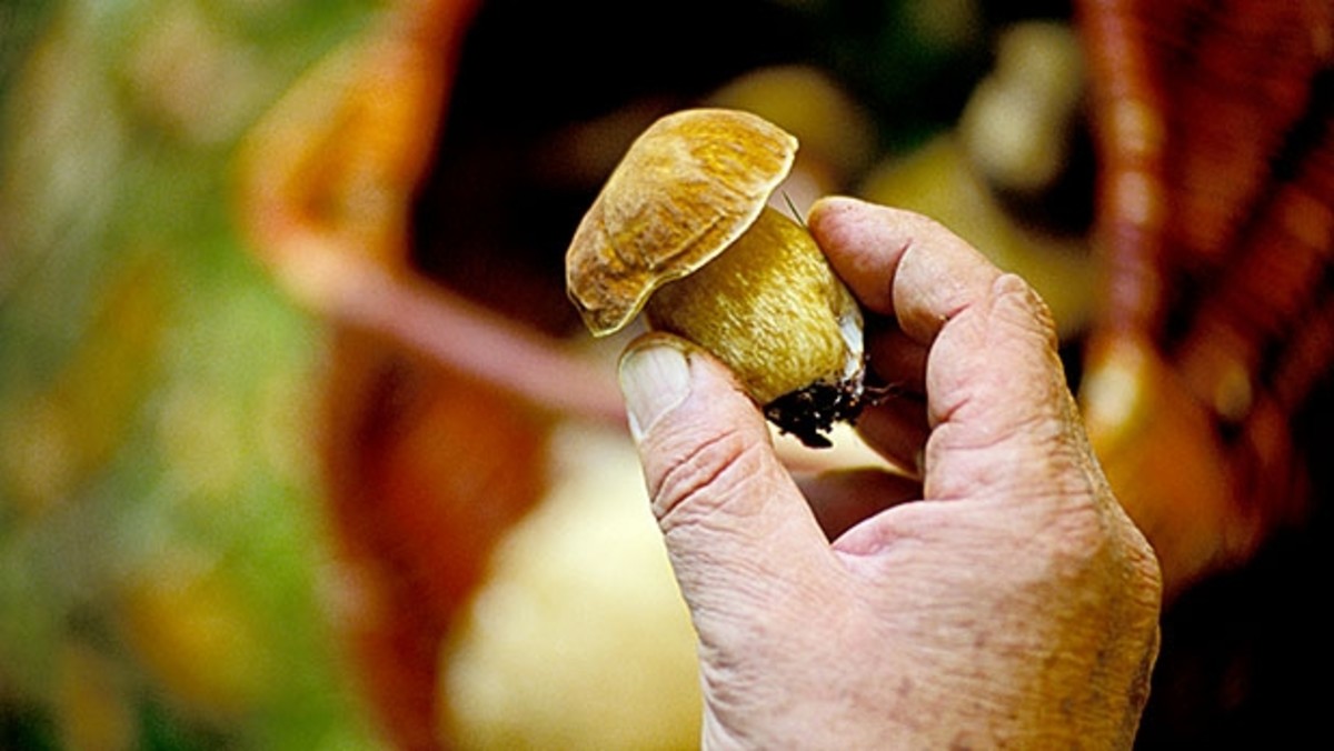 https://www.mensjournal.com/.image/t_share/MTk2MTM2MzM0MjEwOTAxMTM3/mj-618_348_tk-picking-mushrooms.jpg