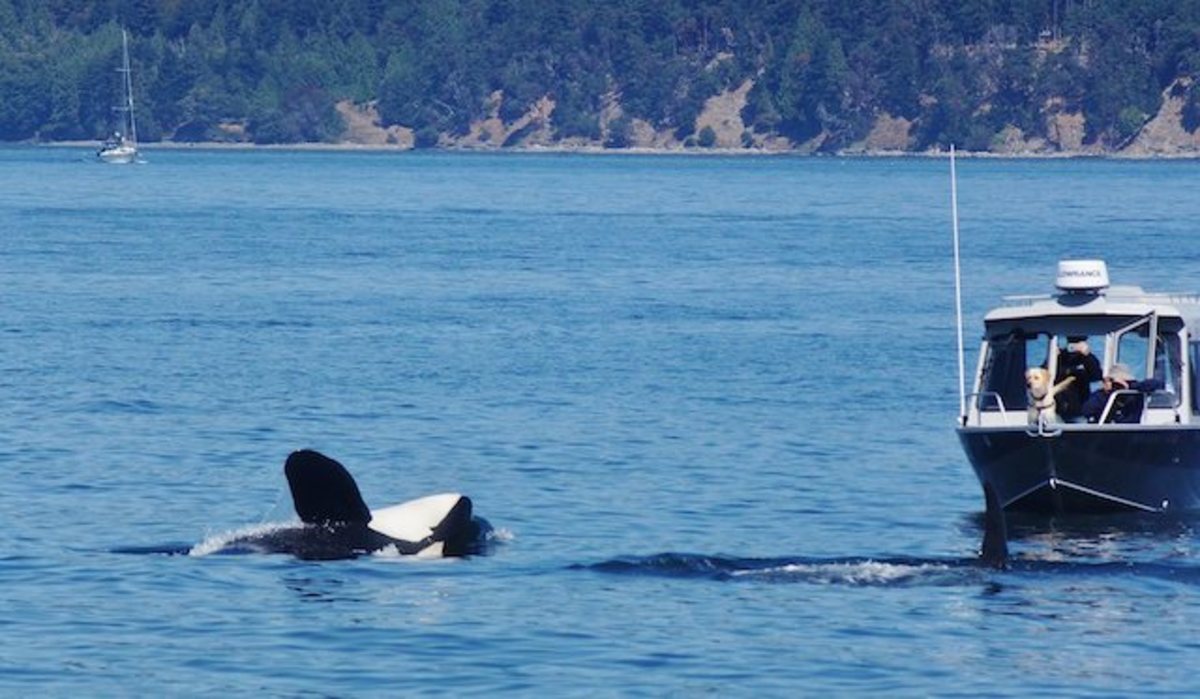 Playful orcas visit dog in a 'once-in-a-lifetime' encounter off ...