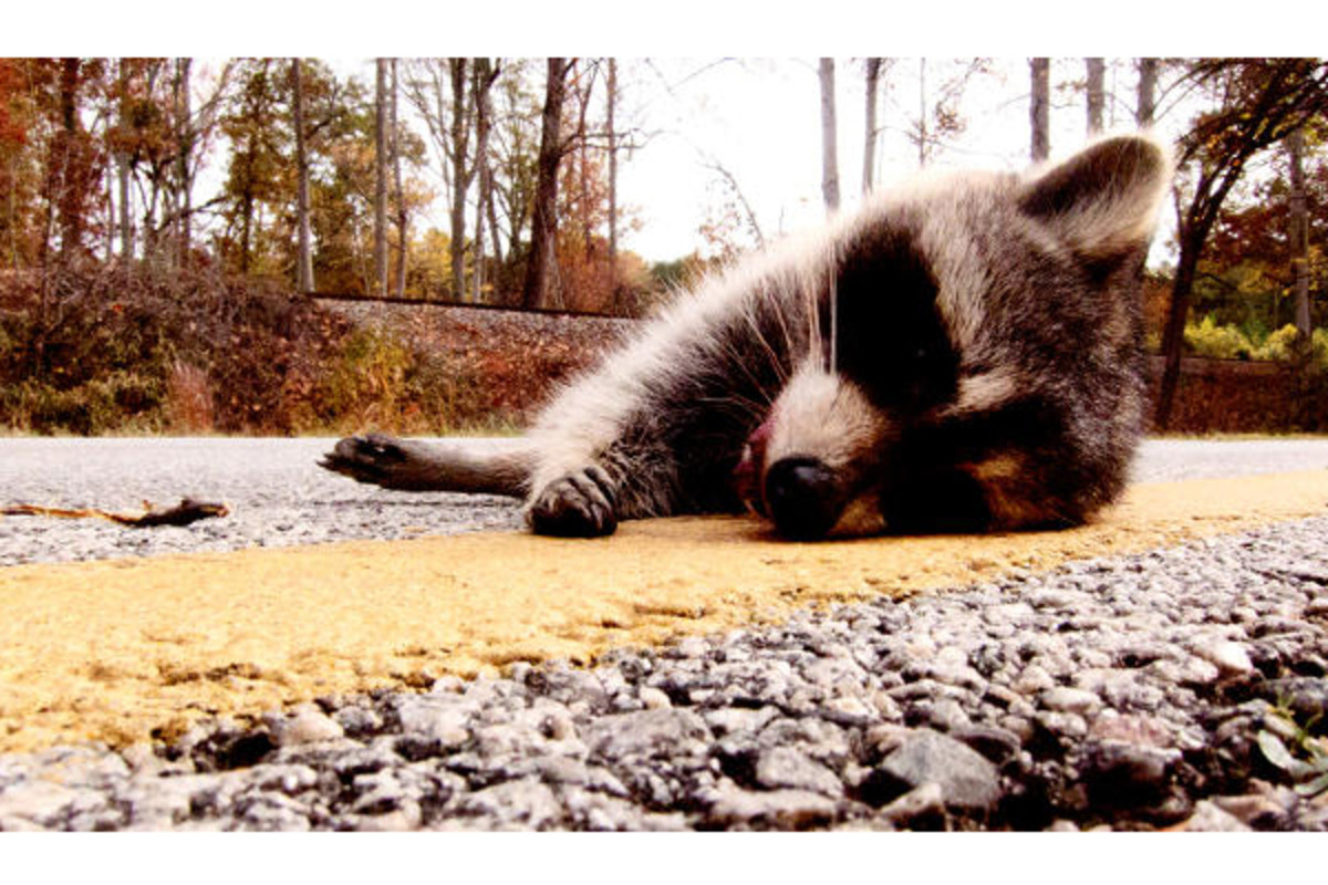 Reasons norman reedus is a badass raccoon turns into art