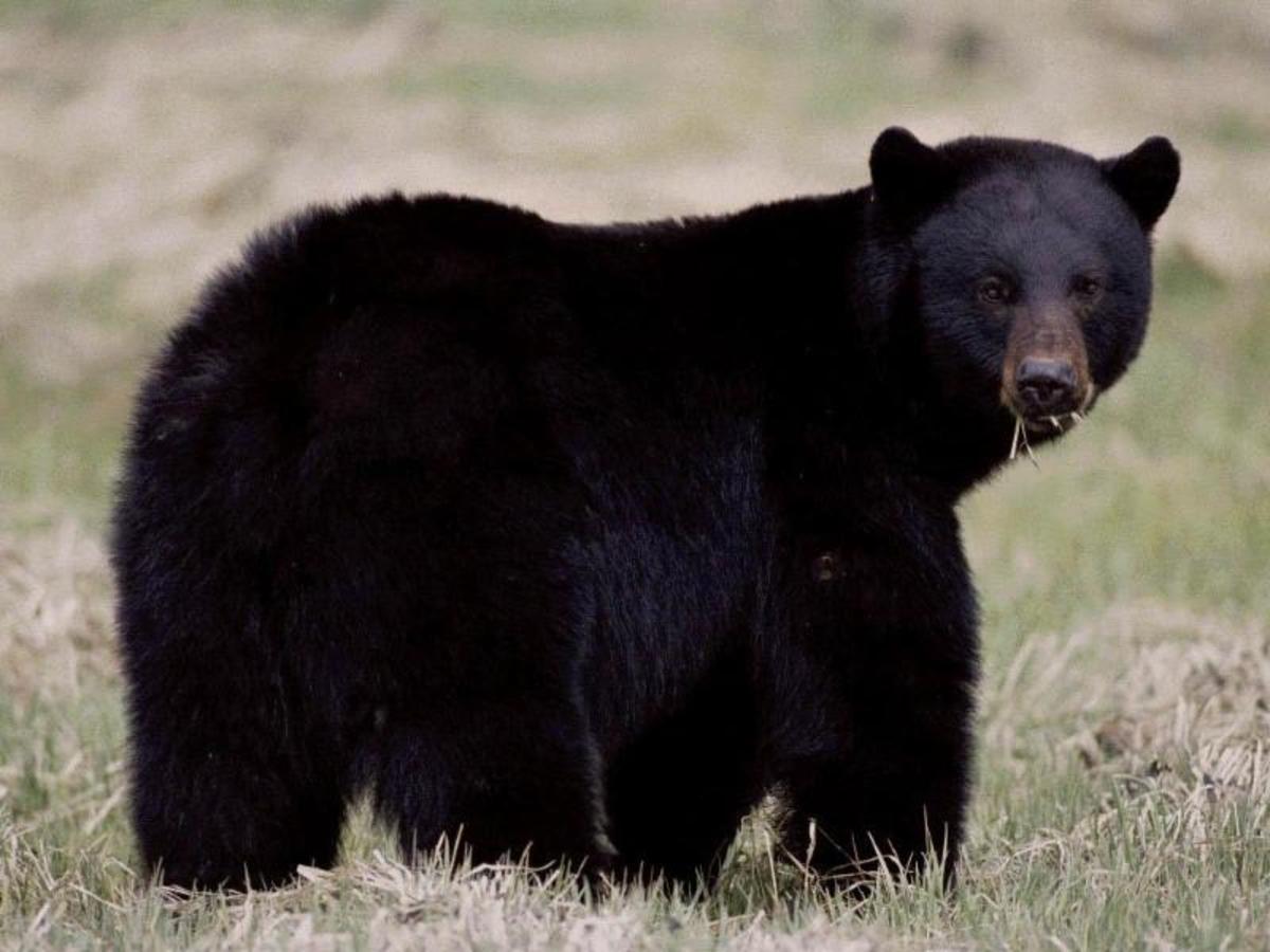 Asheville Runner Mauled by Momma Bear, Returns to Trails Weeks