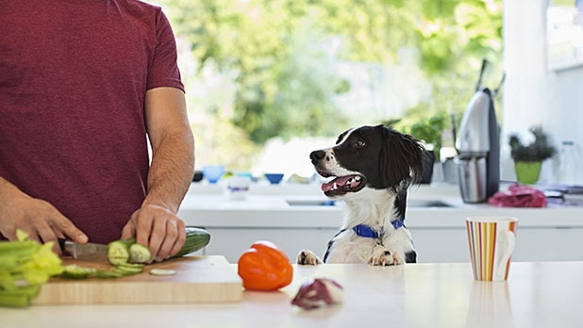 Is it better to 2025 cook for your dog