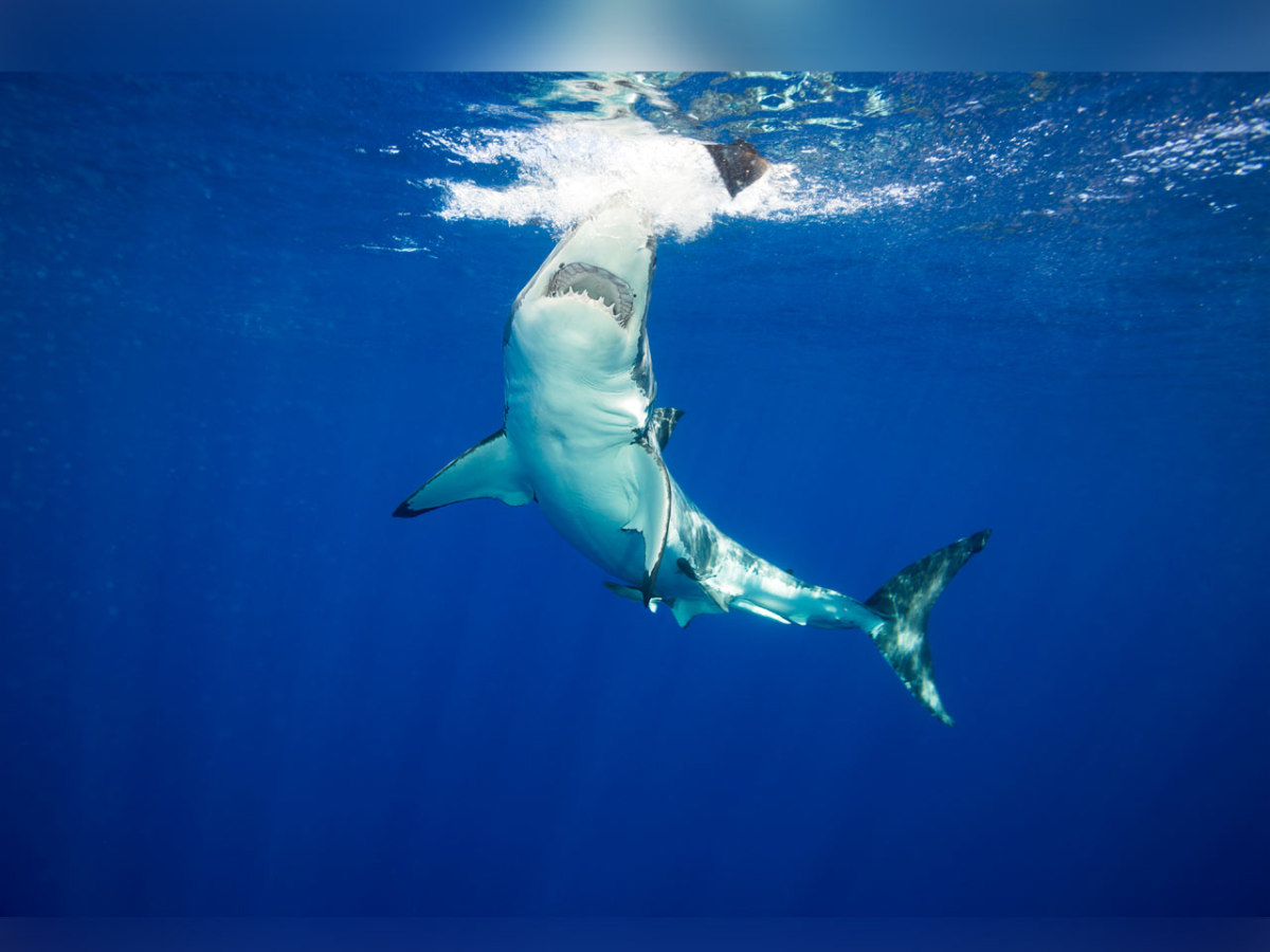 Here's Where Most Shark Attacks Happen in the U.S. - Men's Journal