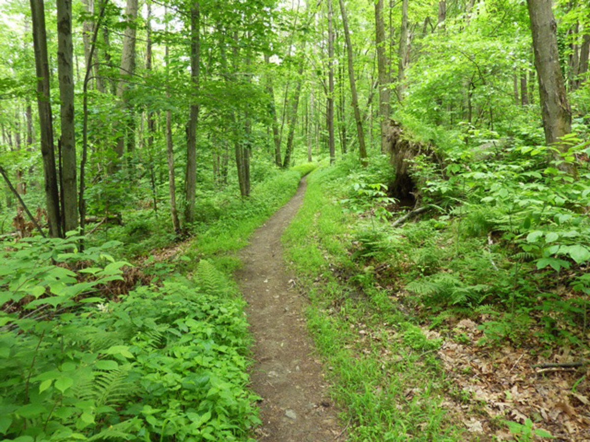 Flow the East: Three New England Zones for Buff Singletrack - Men's Journal