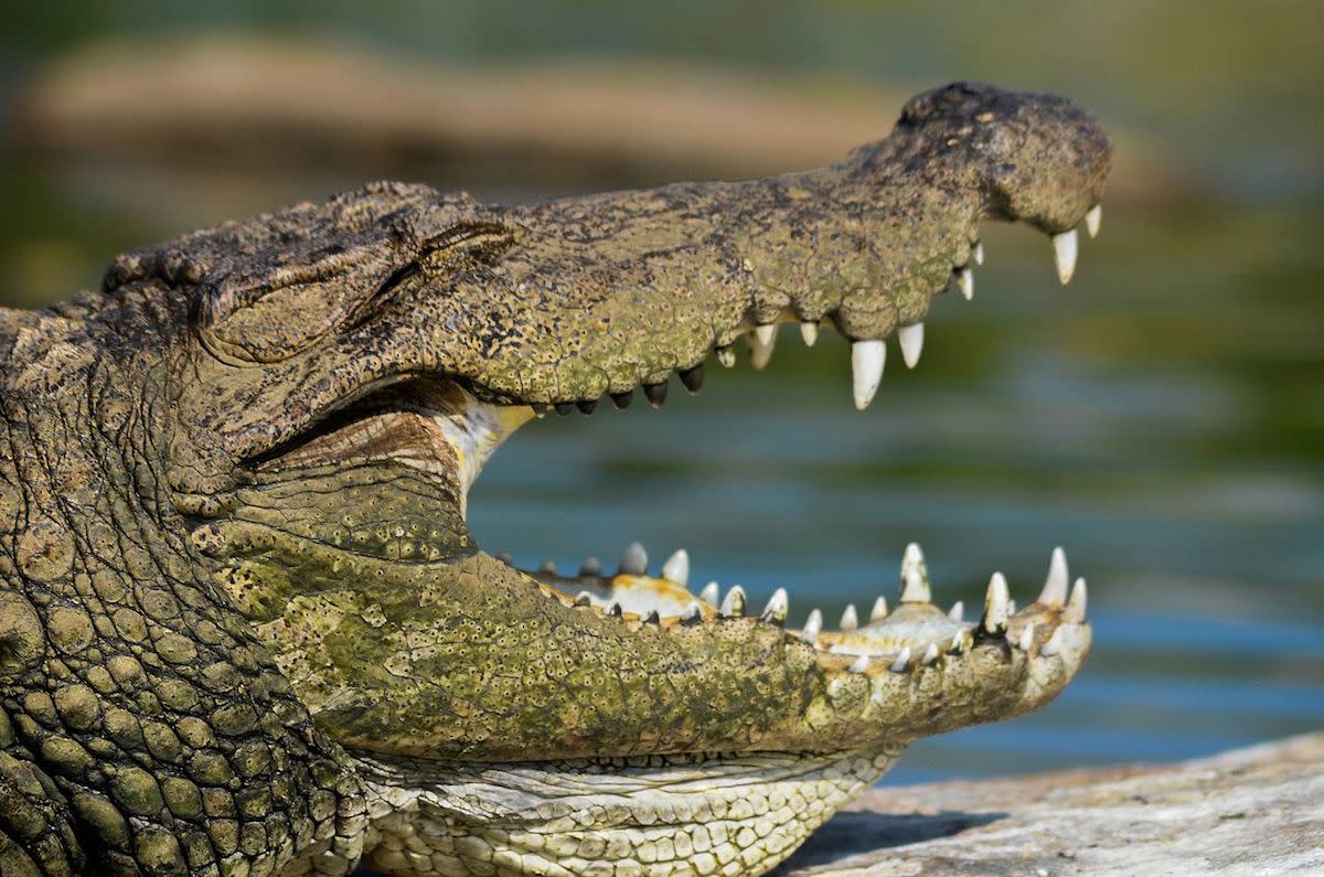 Man seen frantically ‘waving his hands’ as crocodile drags him ...