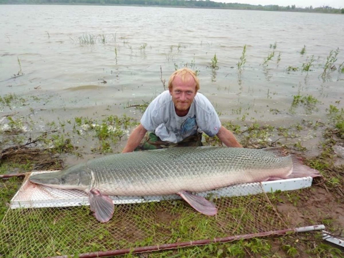 254-pound alligator gar is the largest fish ever caught in Oklahoma ...