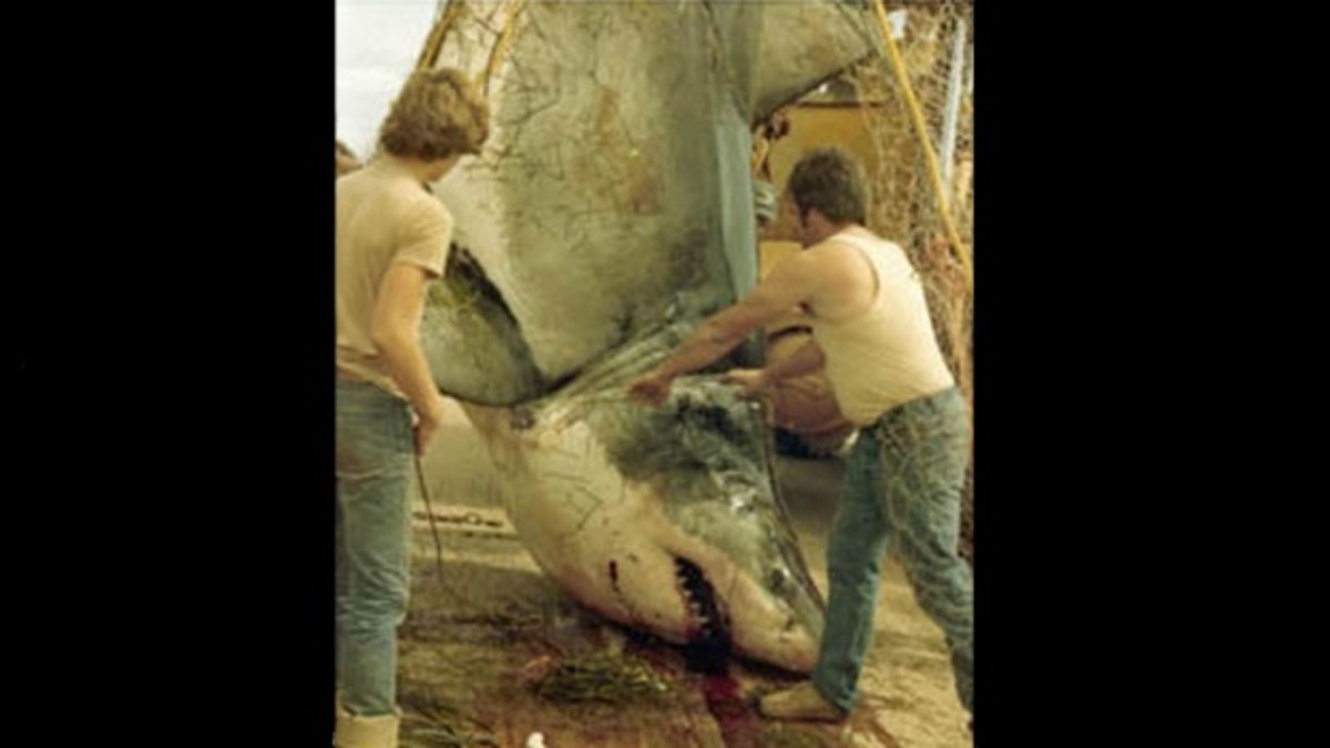 Great White Giant Shark Tooth Replica, Science -  Canada