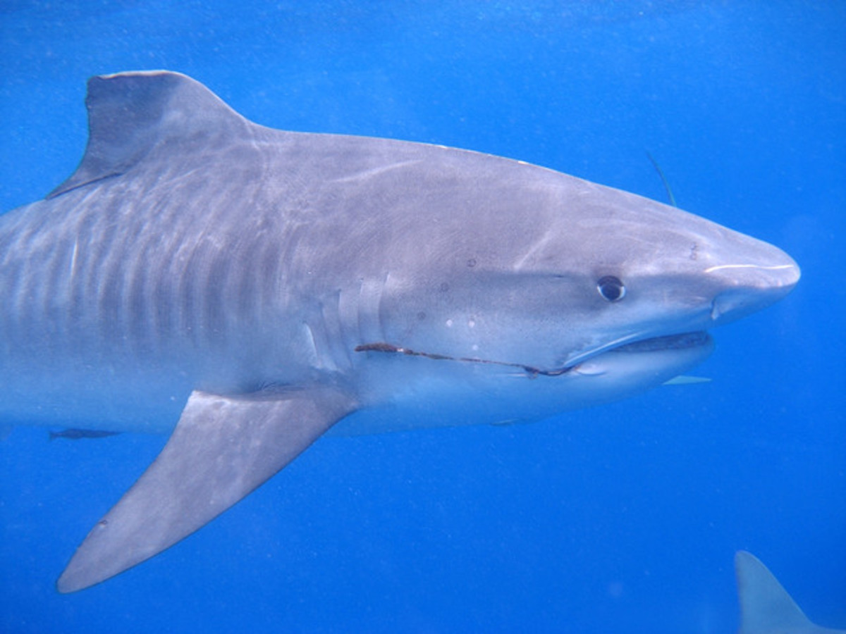 Diver attacked by tiger shark, uploads video | GrindTV.com - Men's Journal