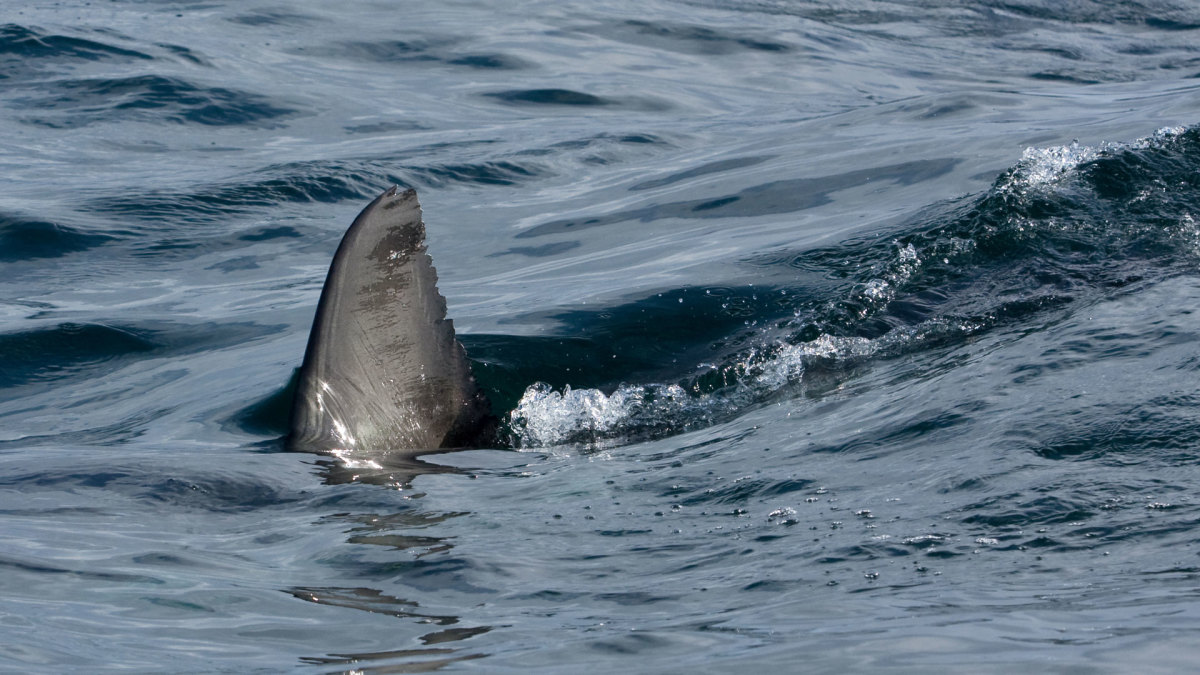 Great Whites Are Disappearing in Cape Town, the Former Shark Capital of ...