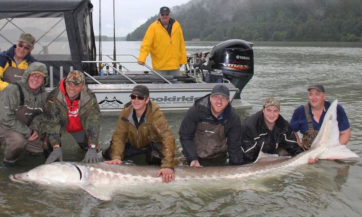 Eight fishermen land 100-year-old 'river monster' sturgeon - Men's