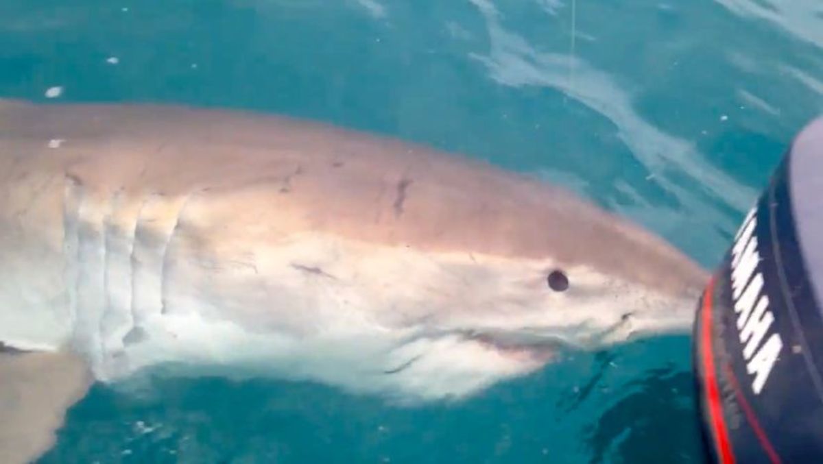 Great white shark circling boat leaves ‘shocked’ fishermen anxious ...