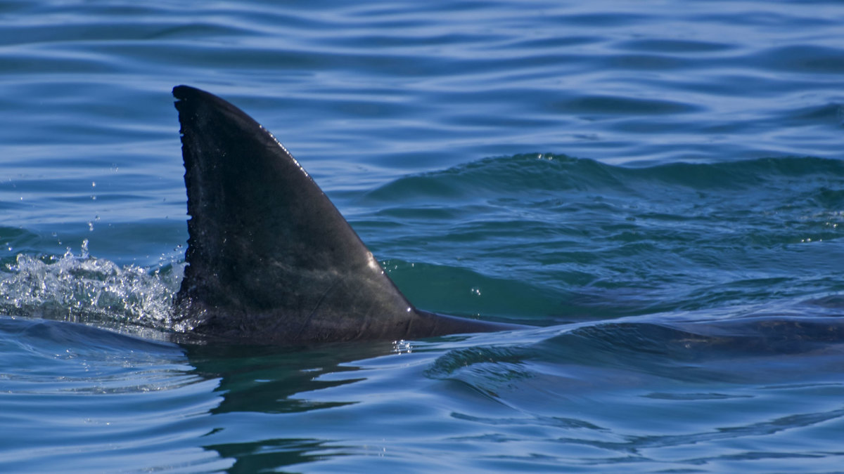 How to Deal With 6 of Surfing’s Nastiest Sea Creatures - Men's Journal