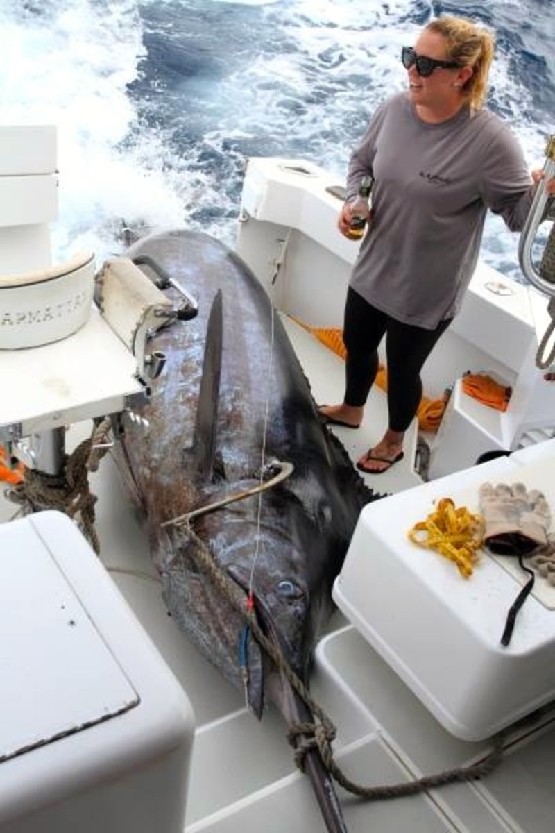 Pound Blue Marlin Is Largest Ever Caught By A Woman A Probable