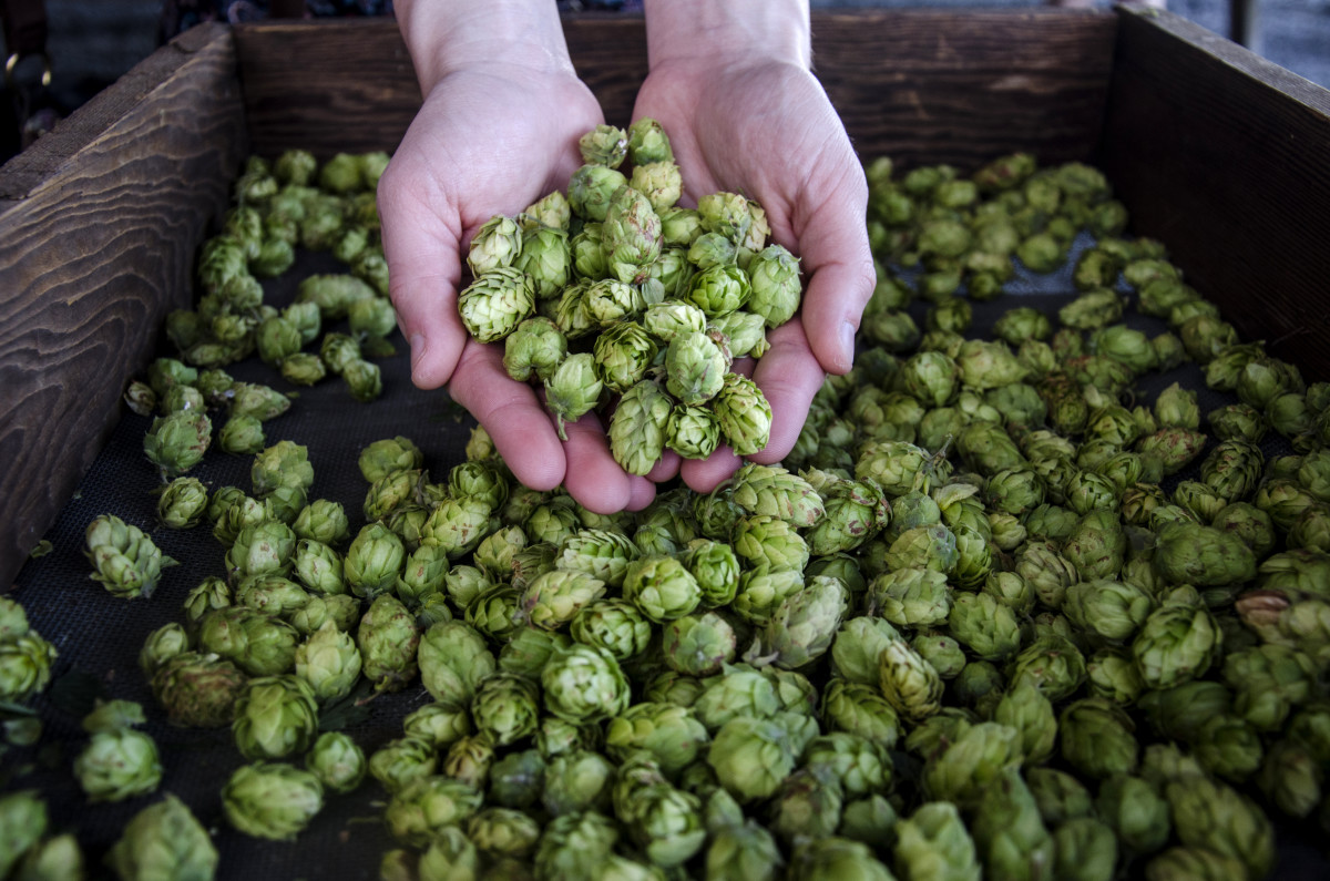 https://www.mensjournal.com/.image/t_share/MTk2MTM2NjU5ODIyMTI2NTk3/agrarian-hop-harvest-4-katie-mcguigan-e786d612-6218-4b80-9dc8-2b84f40f0f46.jpg