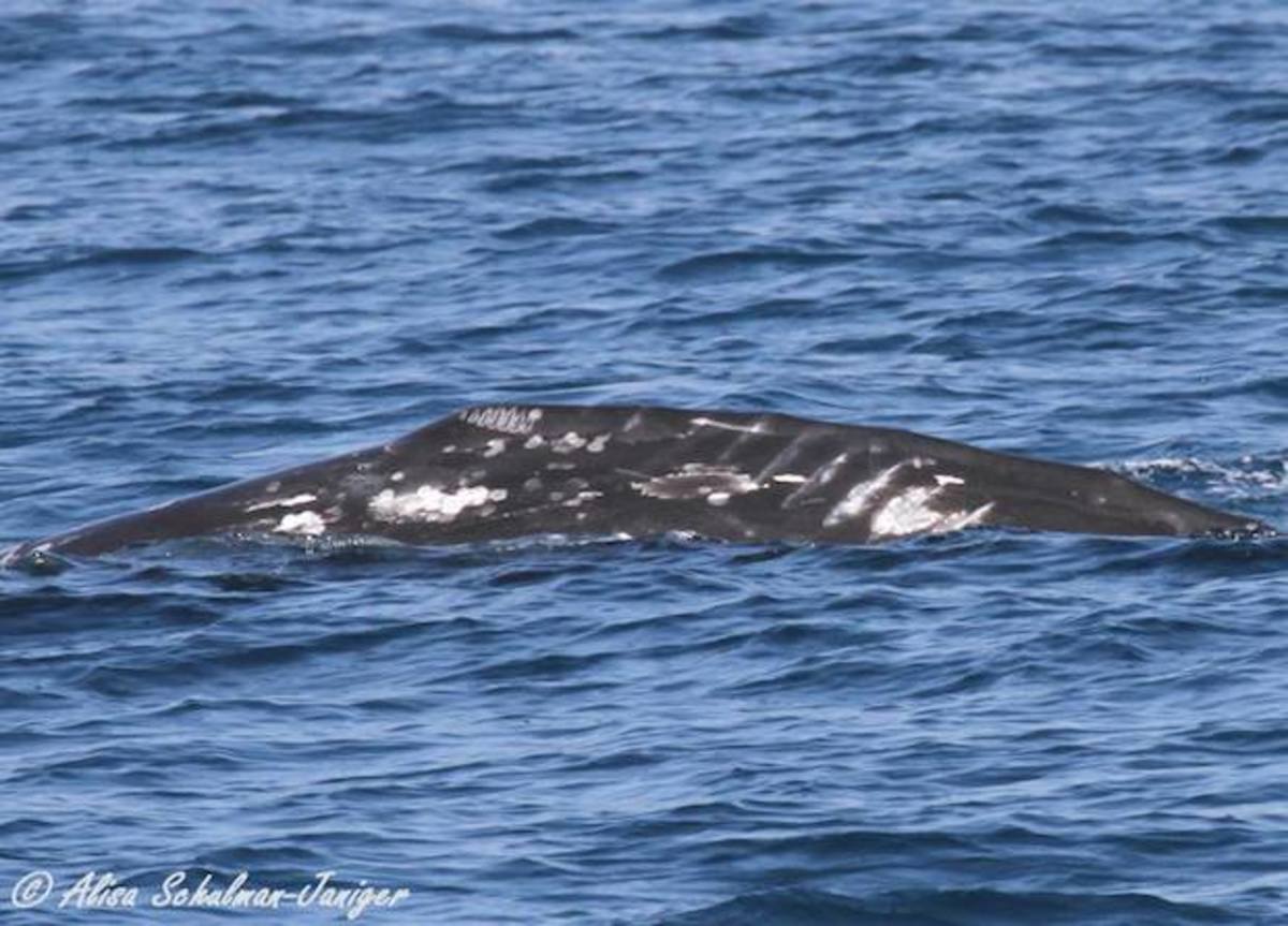 Mysterious gray whale scars baffle experts - Men's Journal