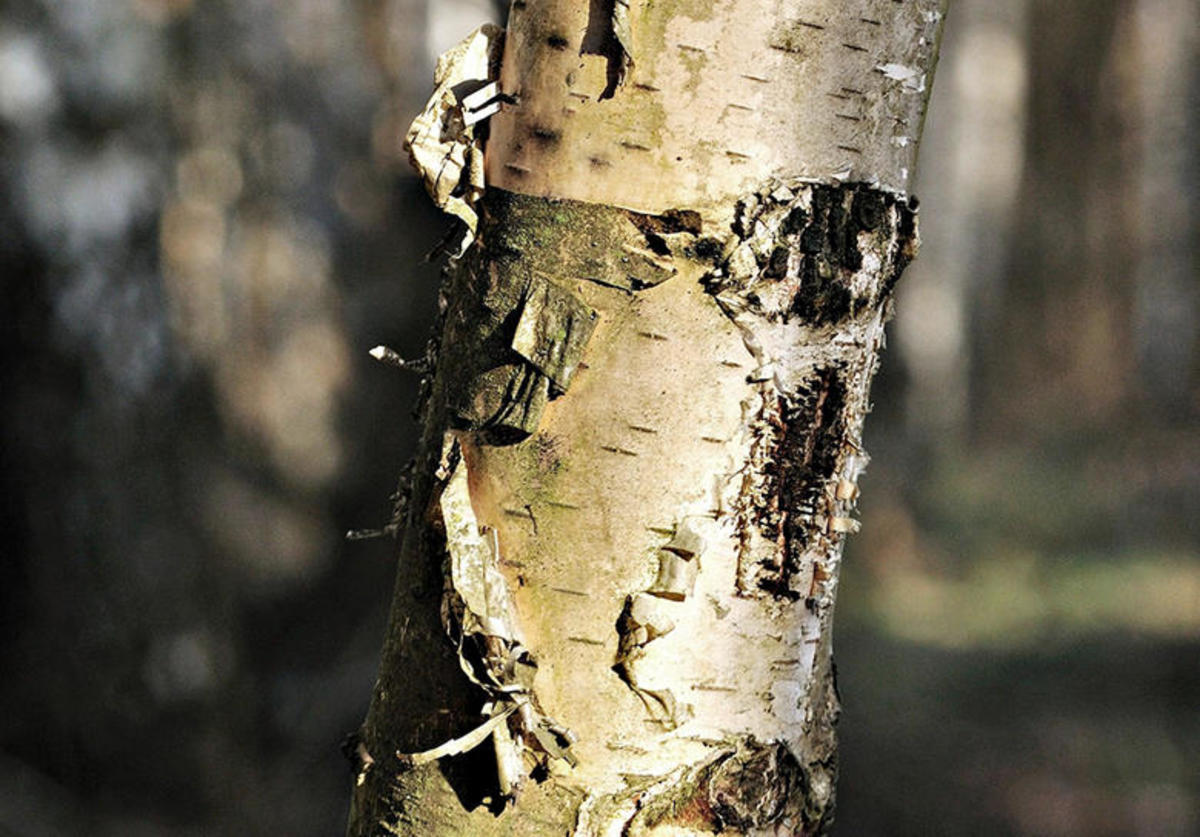 How to Tap a Silver Birch Tree for Water