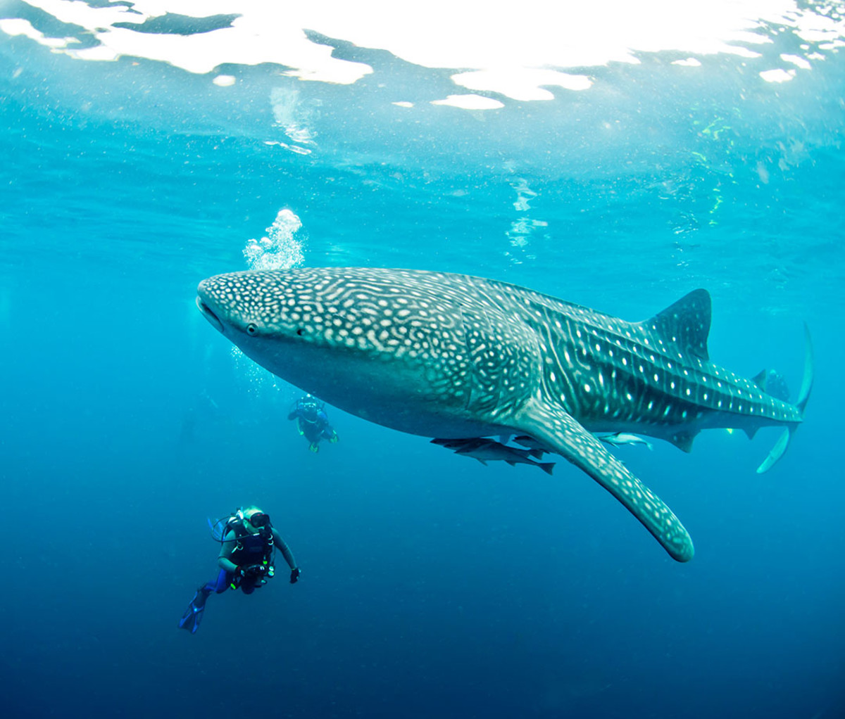 The World's Top 10 Best Scuba-Diving Destinations - Men's Journal