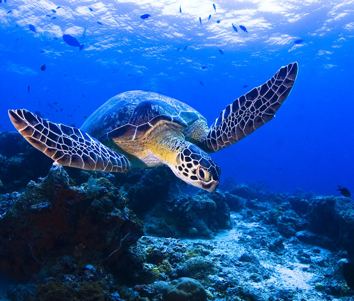 The World's Top 10 Best Scuba-Diving Destinations - Men's Journal