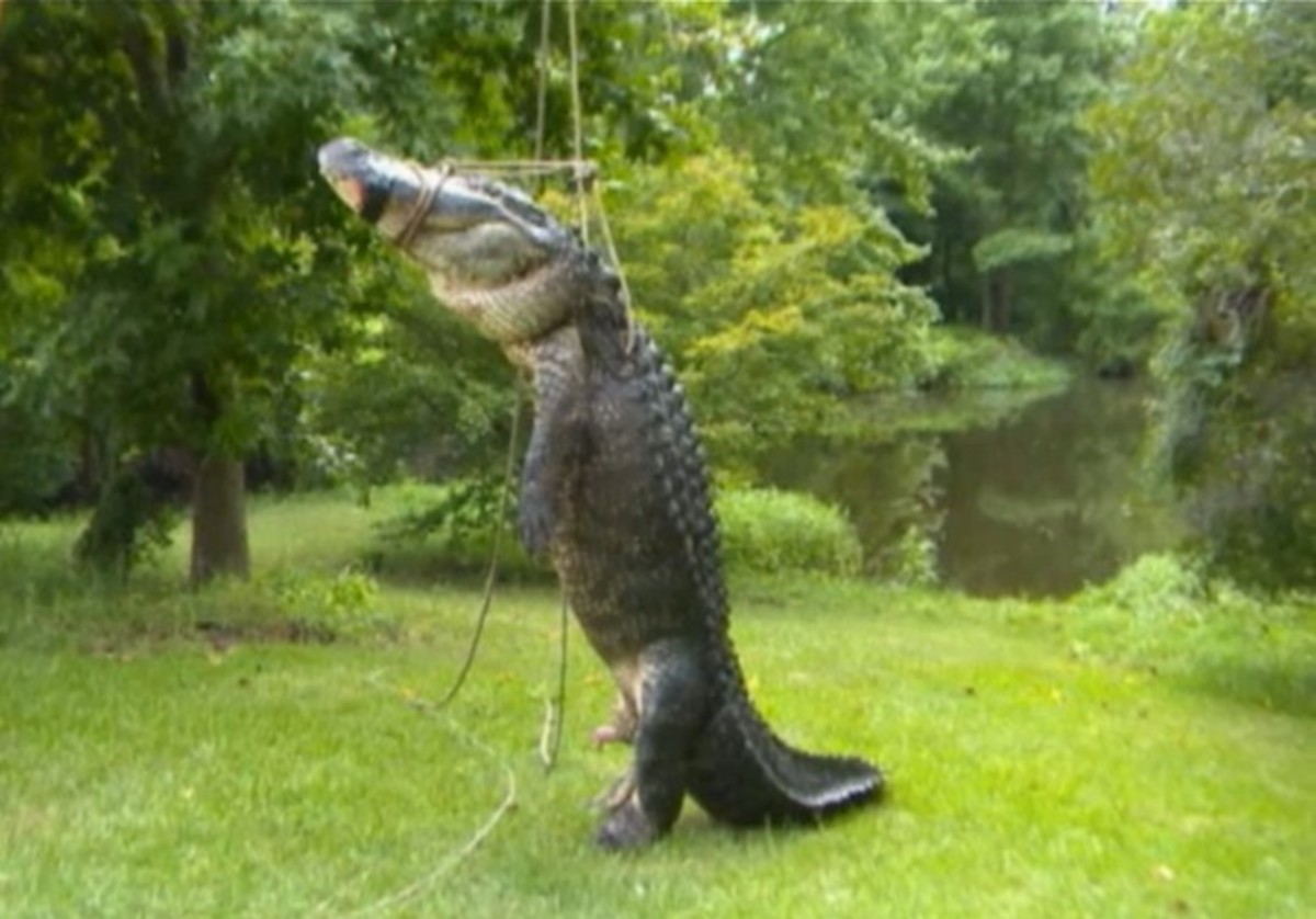 Giant alligator killed after eating pet husky - Men's Journal