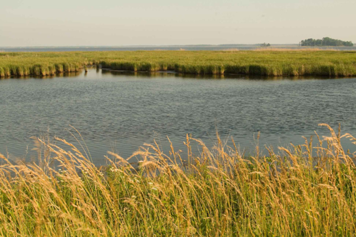 Blackwater National Wildlife Refuge - Men's Journal