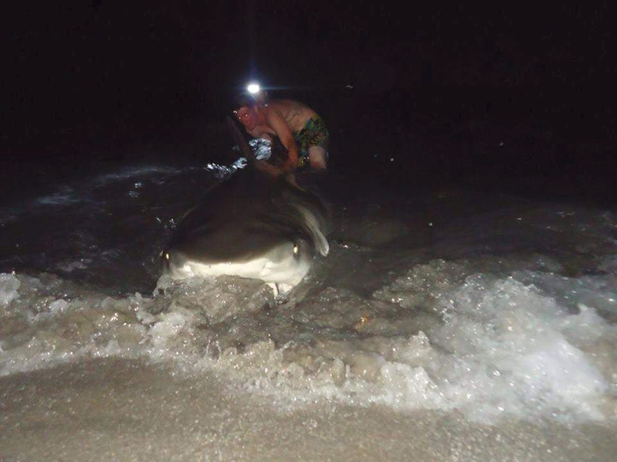 Massive tiger shark reeled onto a Florida beach