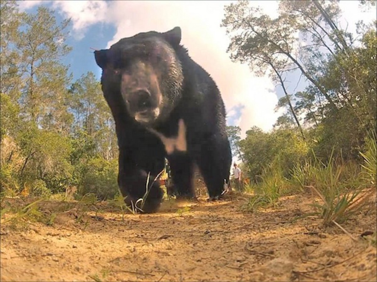 Monstrous Black Bear Captured Relocated In Florida Mens Journal 2567