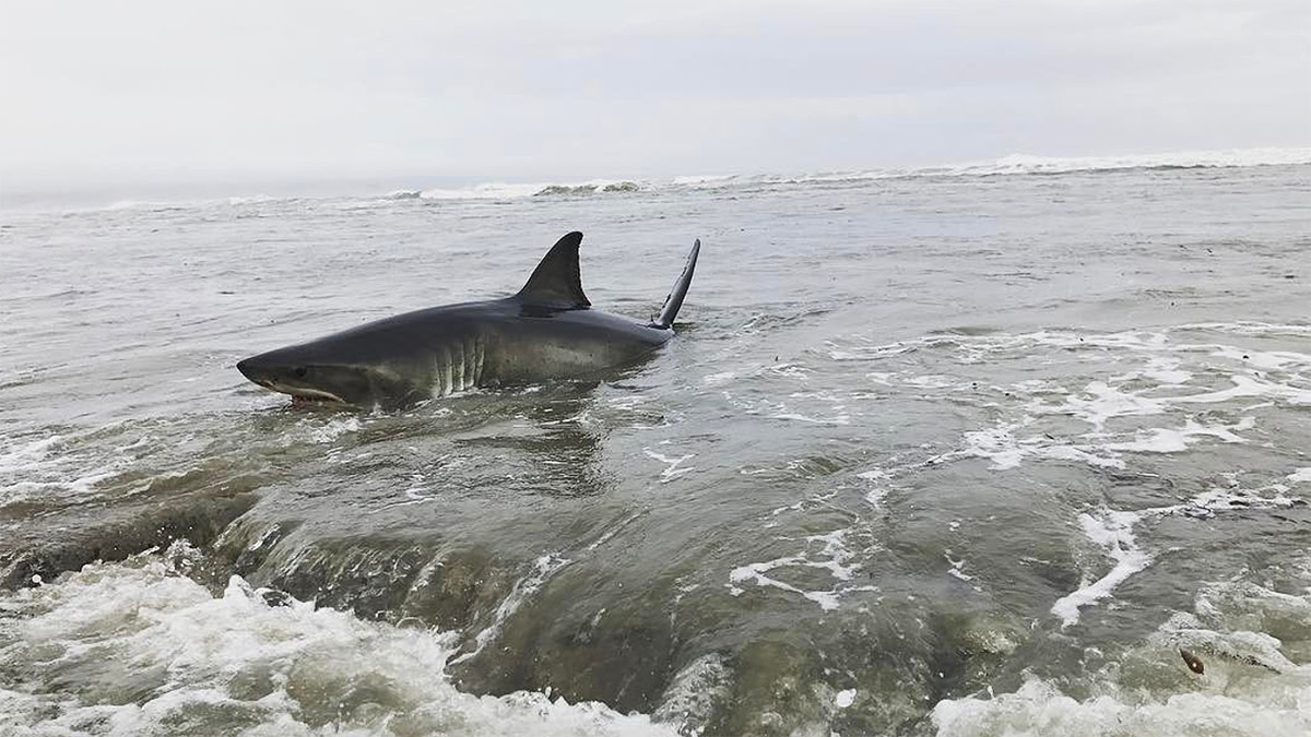 Great white shark stranded on beach at popular Santa Cruz surf