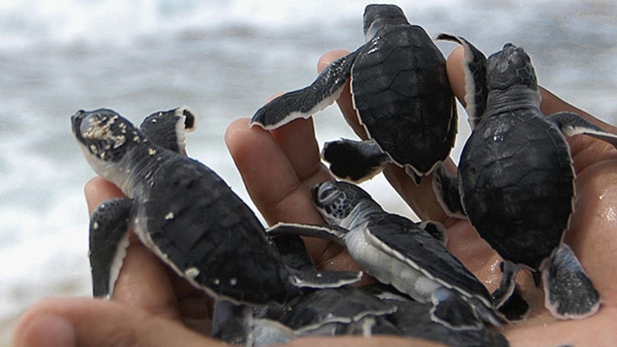 Diving With Turtles (and Scientists) in Cuba - Men's Journal