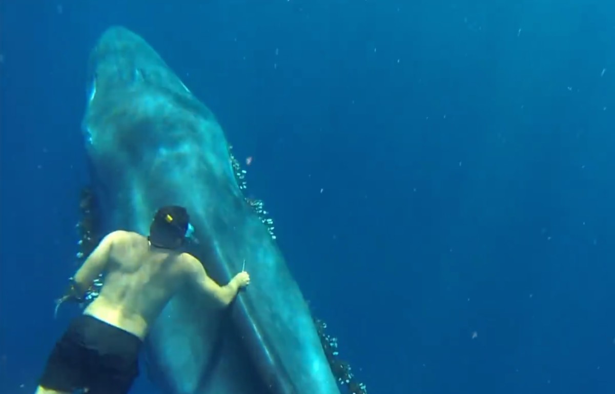 Diver's heroic effort frees Bryde's whale from deadly fishing gear