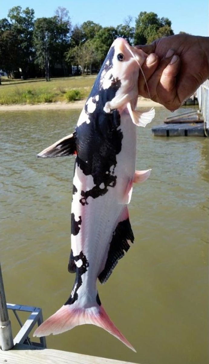 Catfish That Looks Like A Cow 2 