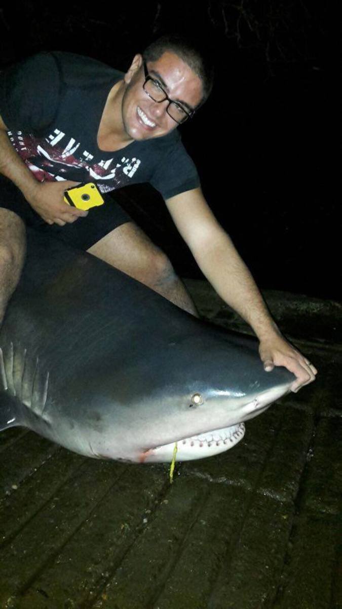 Massive bull sharks caught in Australian rivers; 'Like a scene out