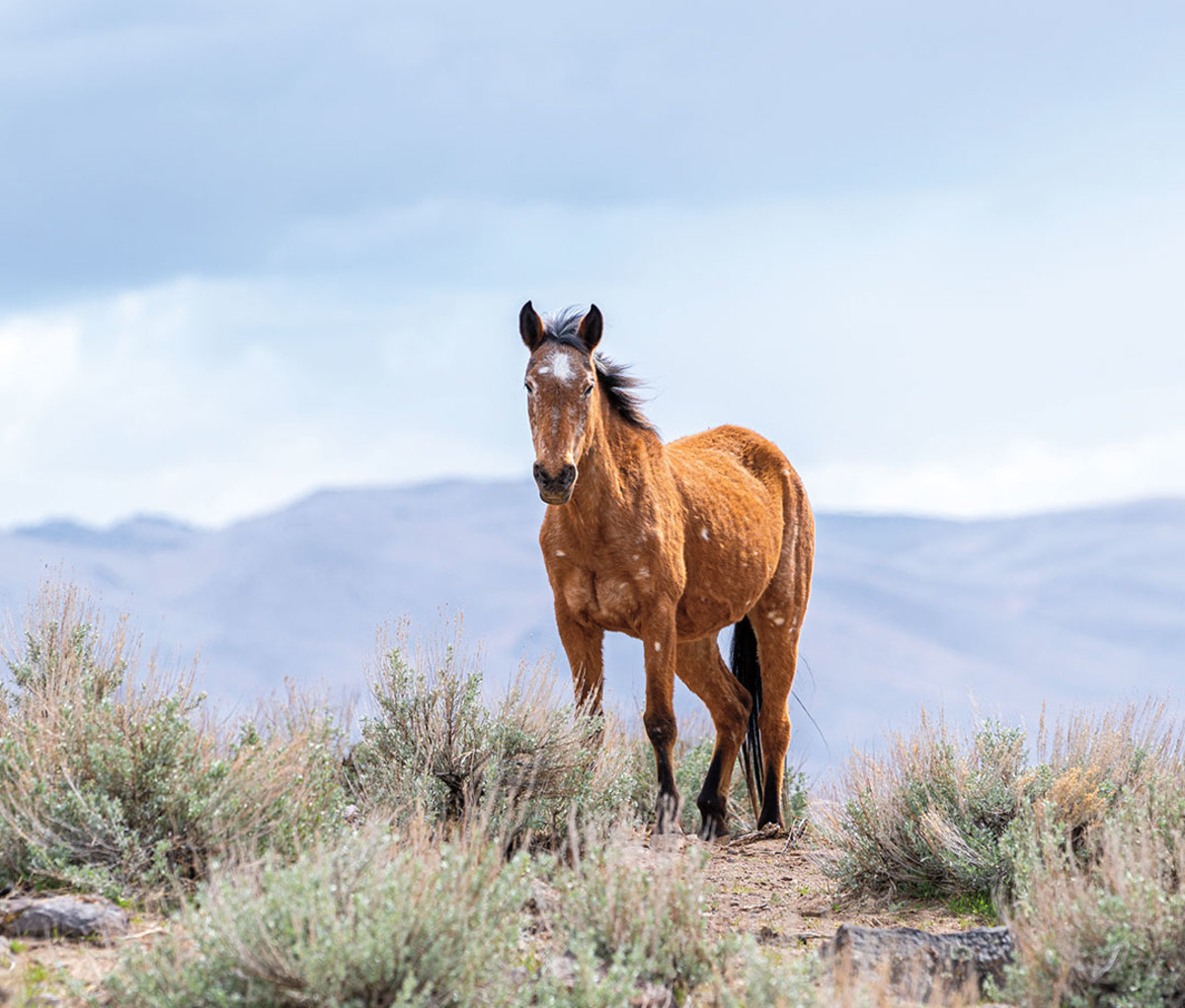 Meet the People Working Tirelessly to Protect Our Public Lands - Men's ...