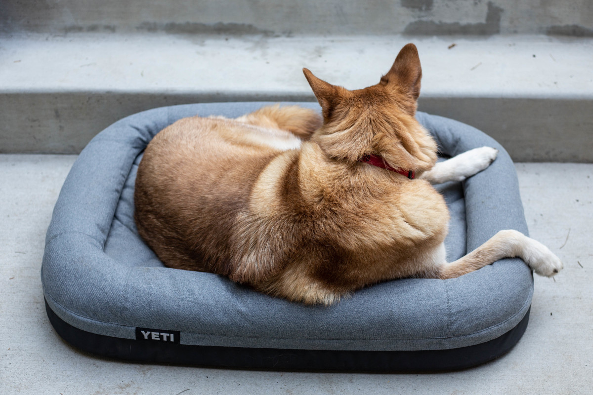 The Perfect Holiday Gift For Your Dog: The Yeti Trailhead Dog Bed