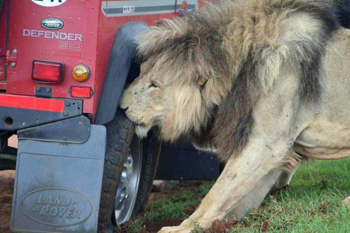 Lions attack safari truck, terrify tourists in Serengeti National Park -  Men's Journal