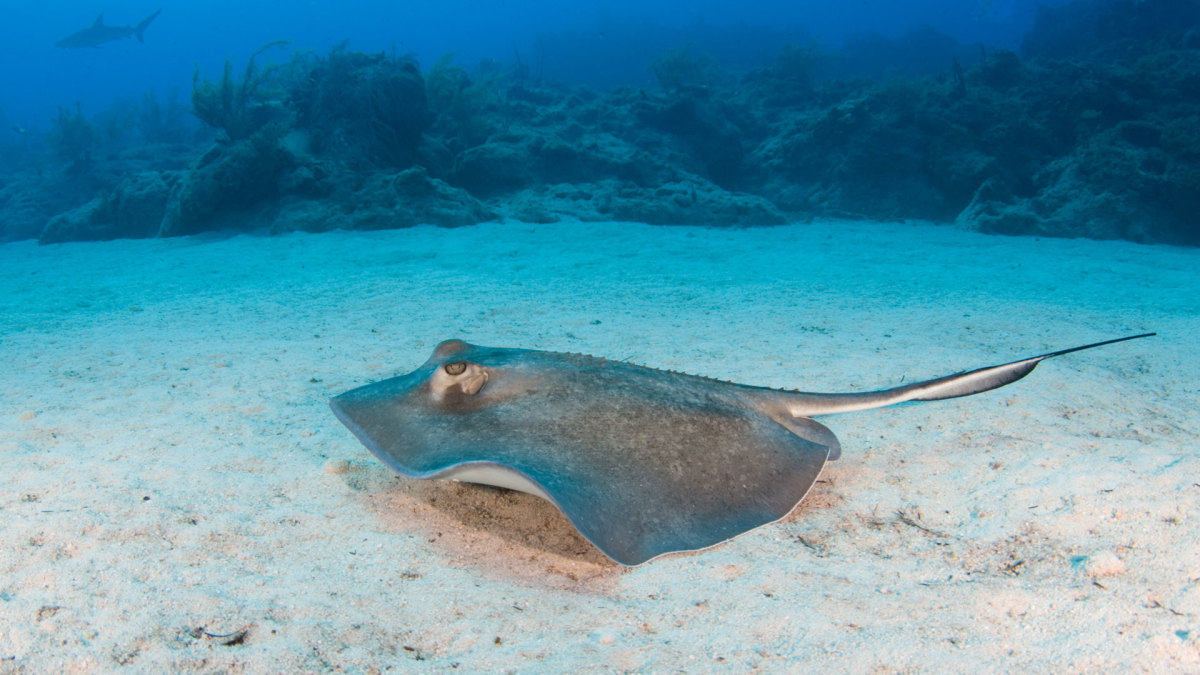 How to Prevent (and Treat) Stingray Stings - Men's Journal