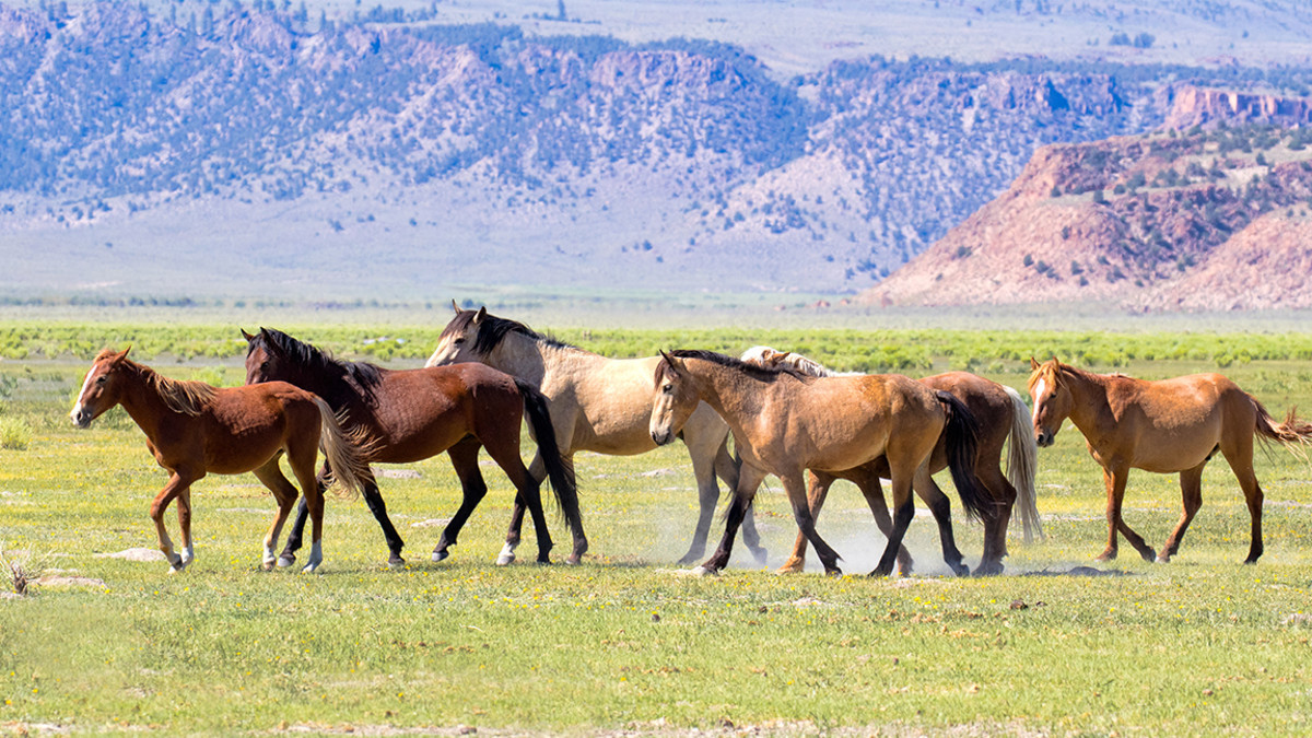 Here's Why 1,000 Wild Horses Are Being Rounded Up in California - Men's ...