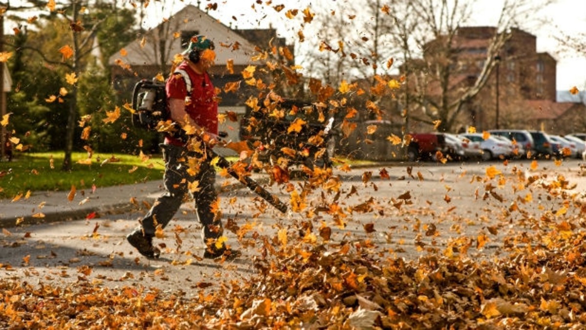 Everything You Need To Take Care Of Leaves - Men's Journal