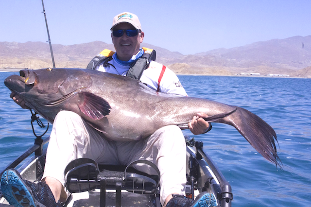 Cedros Kayaker Jigs Up Record Grouper - Potential World Record Broomtail  Caught on a Mirage Pro Angler - Men's Journal