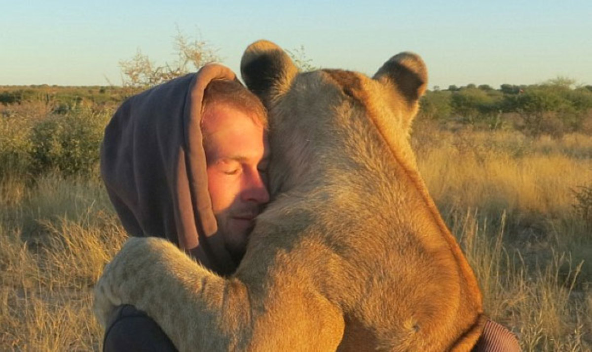 Can Lions Bond With Humans  